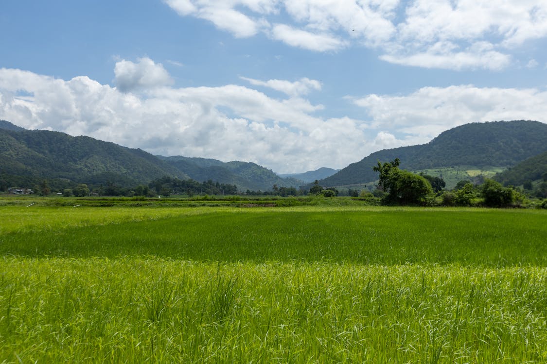 A field with green grass and mountains in the background