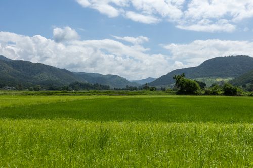 Free A vibrant rice paddy under a blue sky with clouds, framed by scenic mountain views. Stock Photo