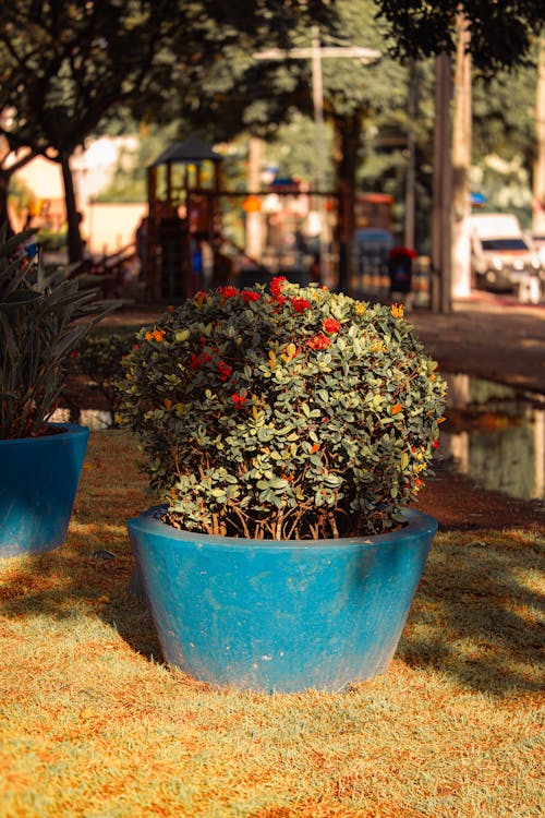 A blue flower pot with a red flower in it