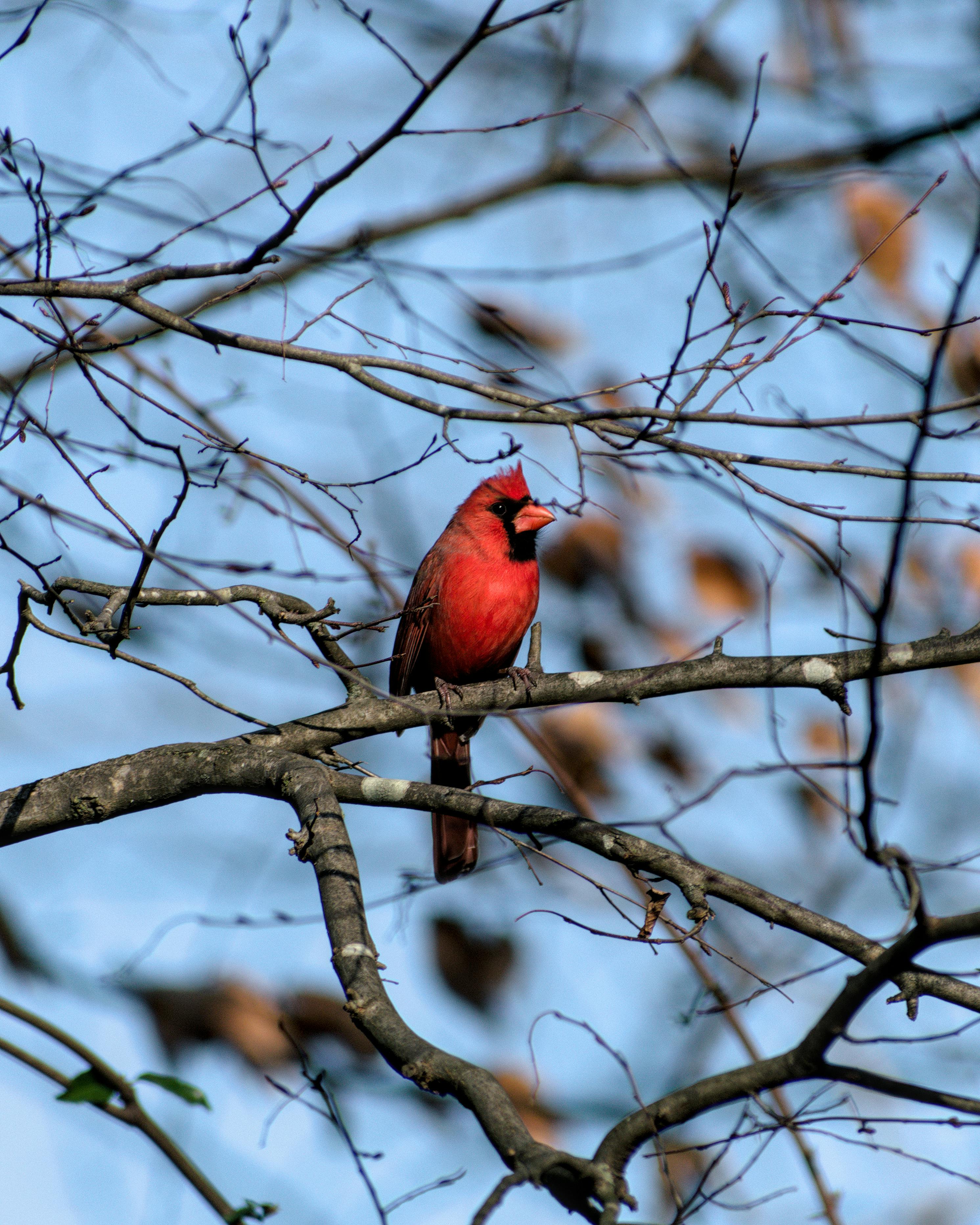 close up of a northern cardinal