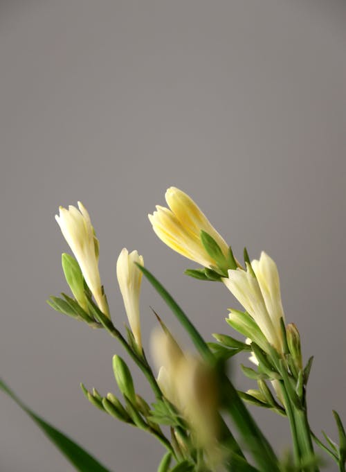 Gratis lagerfoto af blomster, dekoration, kraftværker