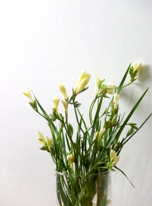 Immagine gratuita di bouquet, buccia, cluster