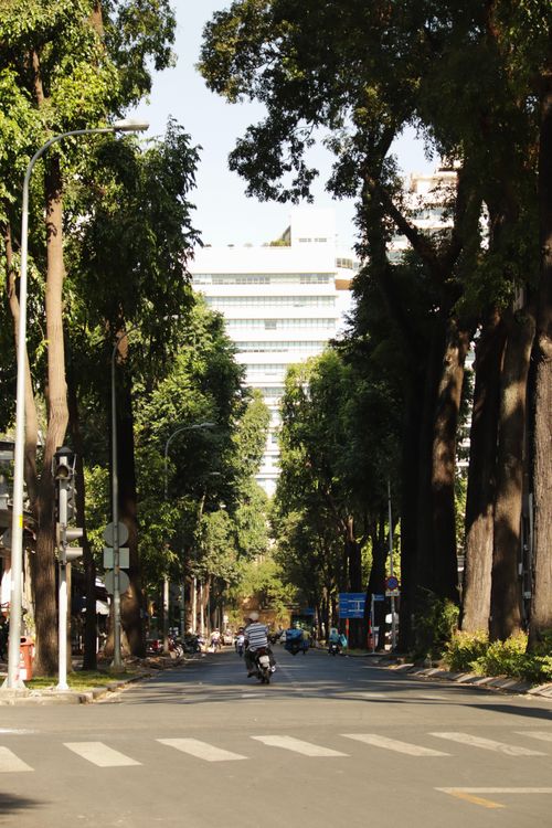 Free City street lined with towering trees, featuring a crosswalk and motorbike on a sunny day. Stock Photo