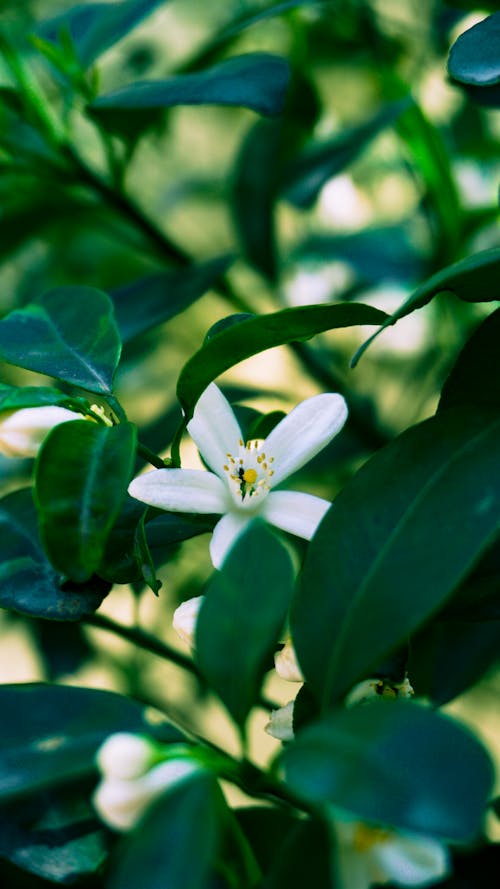 Fotobanka s bezplatnými fotkami na tému biely kvet, fotografia, krása v prírode