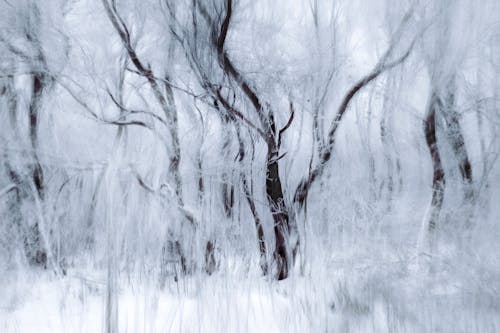 A blurry photograph of trees in the snow