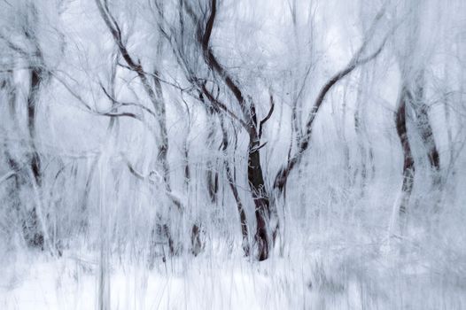 A mesmerizing abstract view of snow-covered trees in a winter forest.