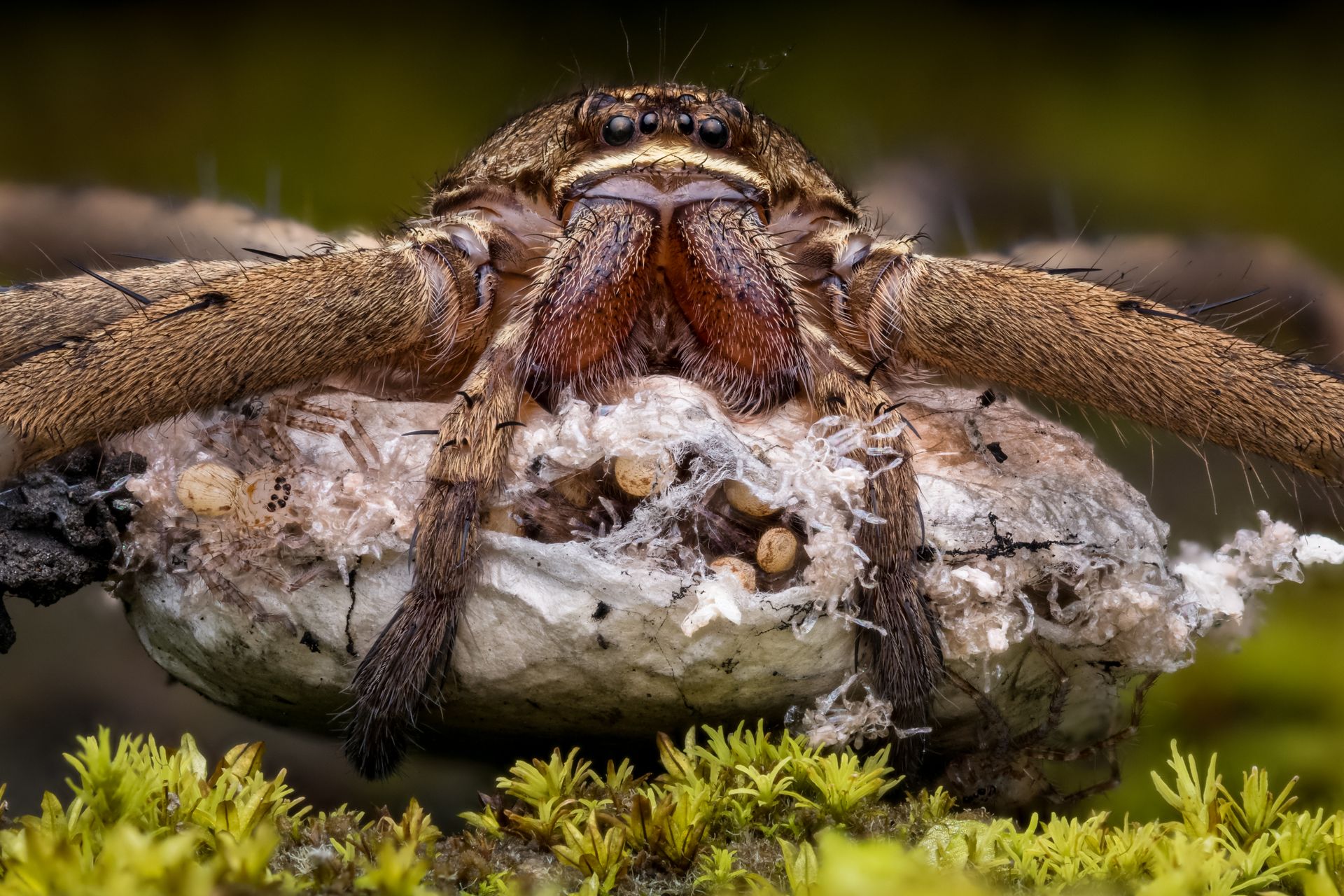 Extreme Close-up of a Huntsman Spider