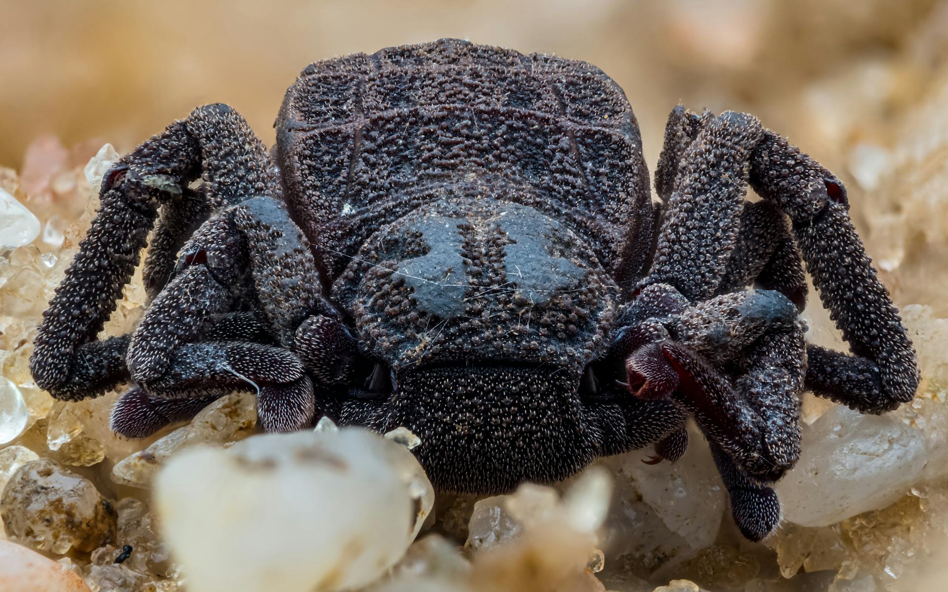 Extreme Close-up of a Velvet Spider