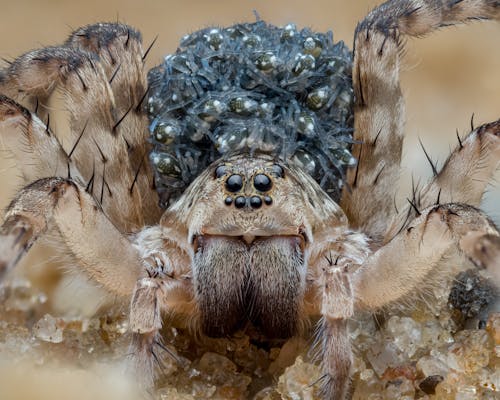 Extreme Close-up of a Spider 