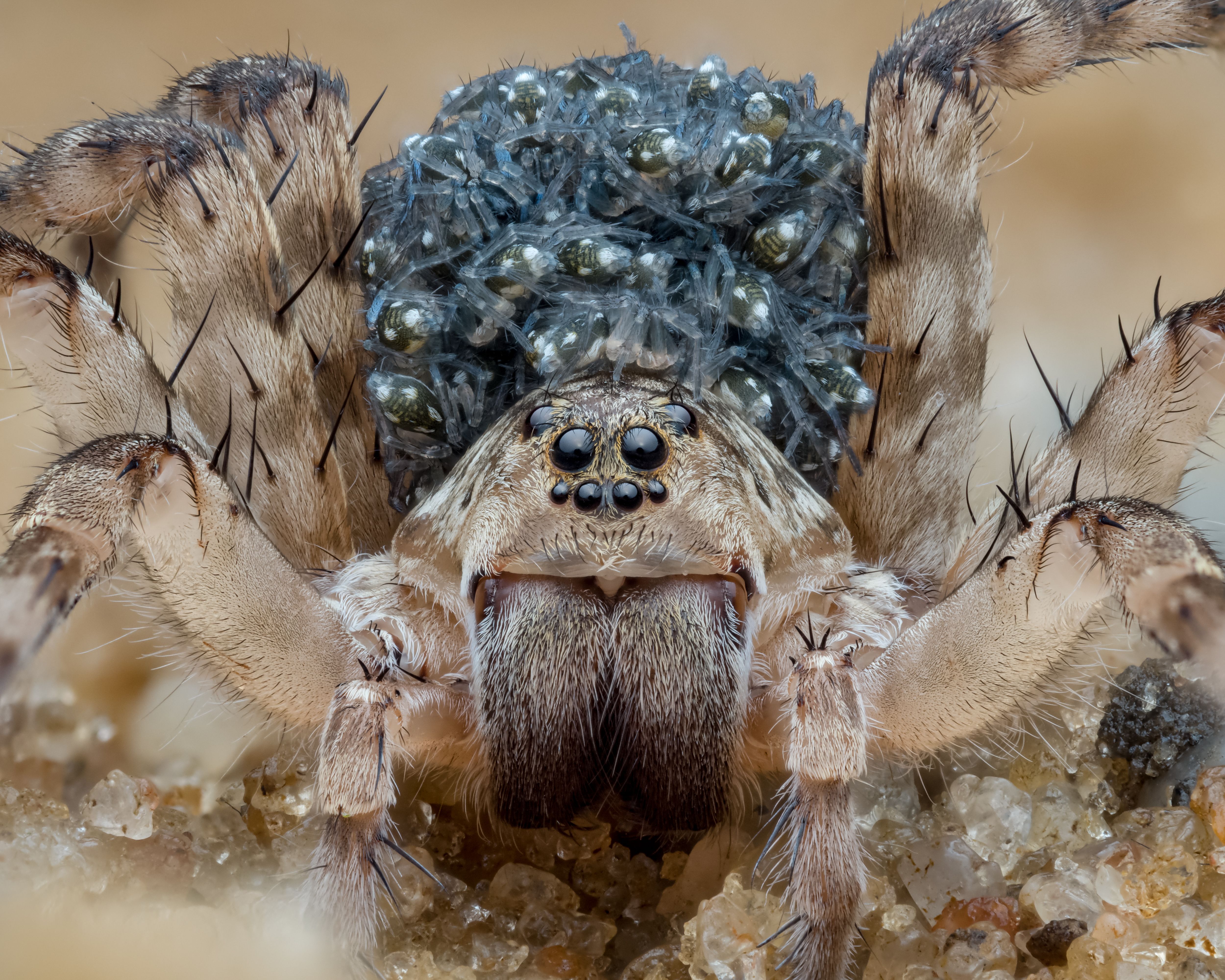 Araña Lobo Con Bebés · Foto de stock gratuita