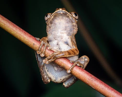 FROG (SITTIN' UP)