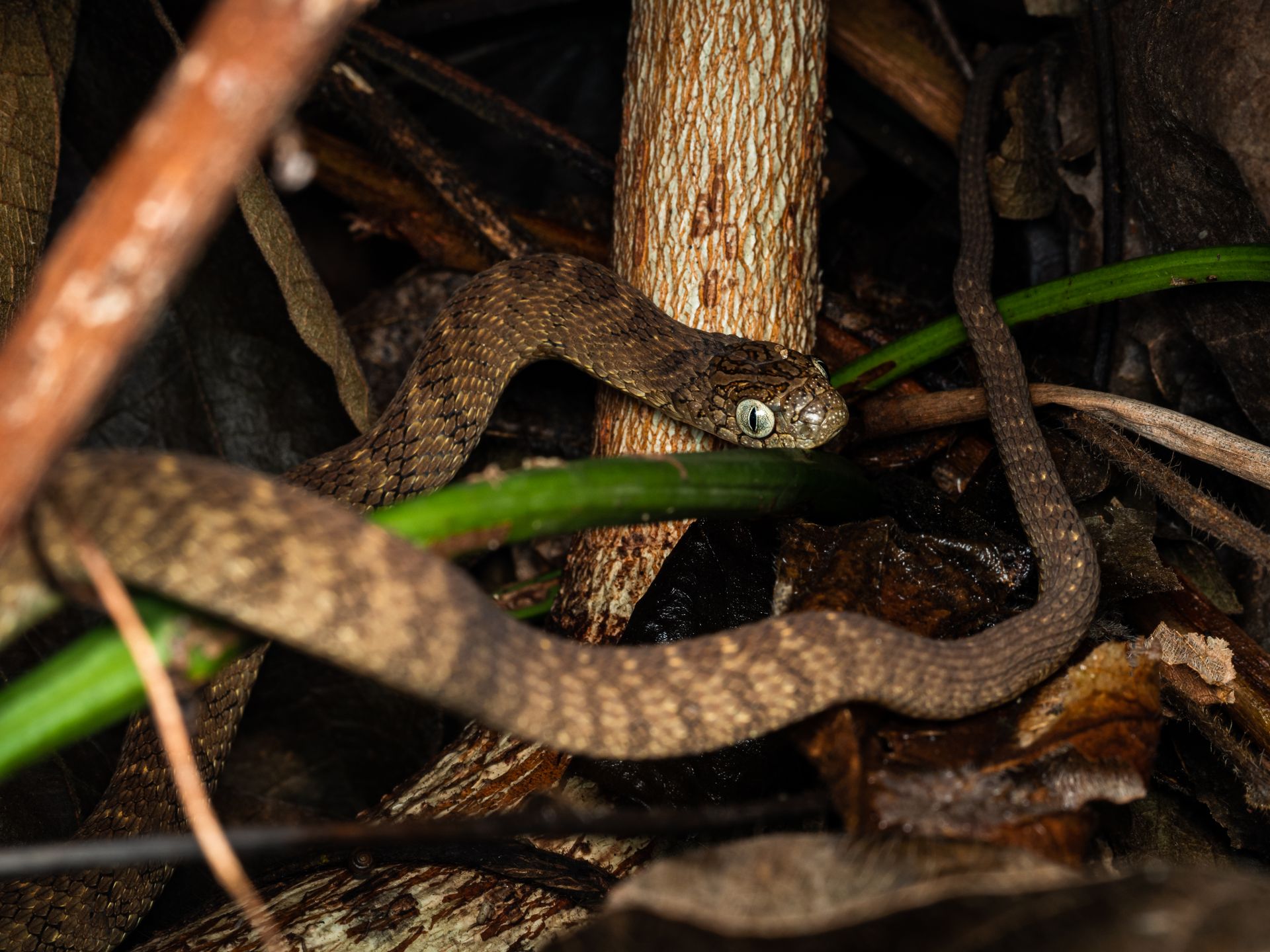 Close-up of a snake camouflaged in a dense Nigerian forest underbrush.