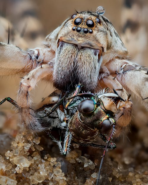 Wolfspider Com Besouro Tigre (Inseto Terra M AI S Rápido) Presa