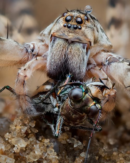 Free Dramatic macro image of a spider eating a fly in Nigeria. Stock Photo