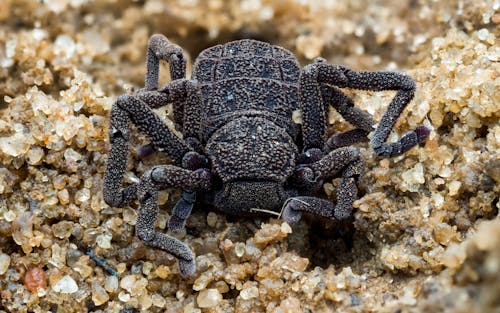 Close up of a Spider 