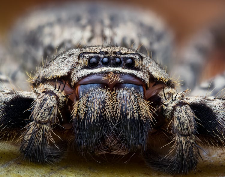 Close-up Of A Hairy Spider 