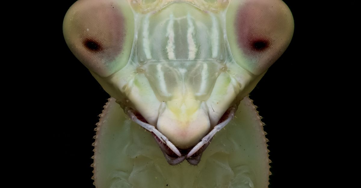 Mantis Rnd Photo Extreme Close-up of a Mantis · Free Stock Photo