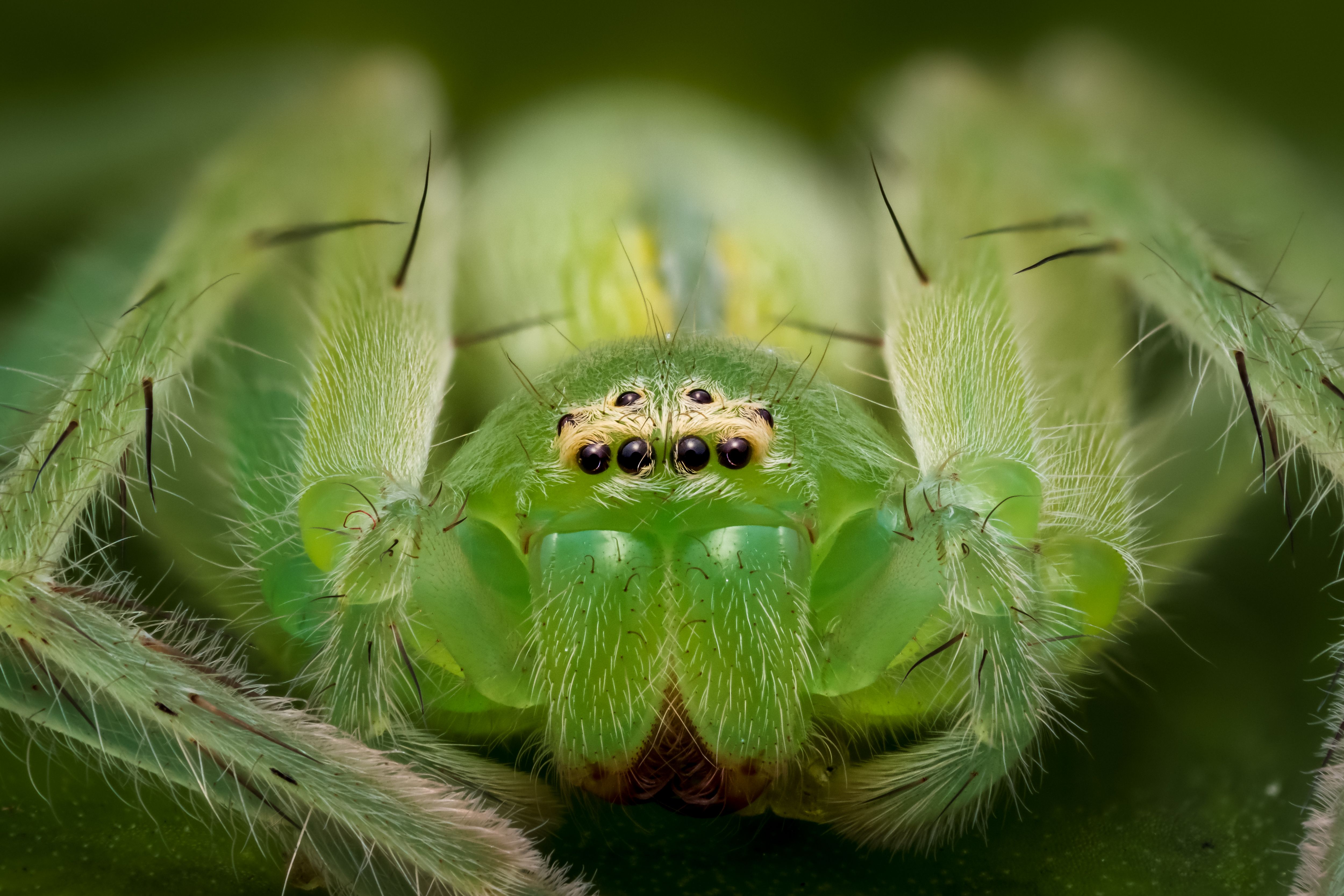 GREEN HUNTSMAN SPIDER · Free Stock Photo