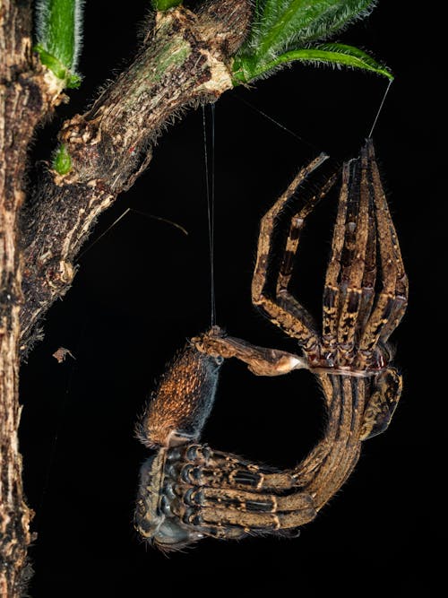 A Spider Hanging from a Plant