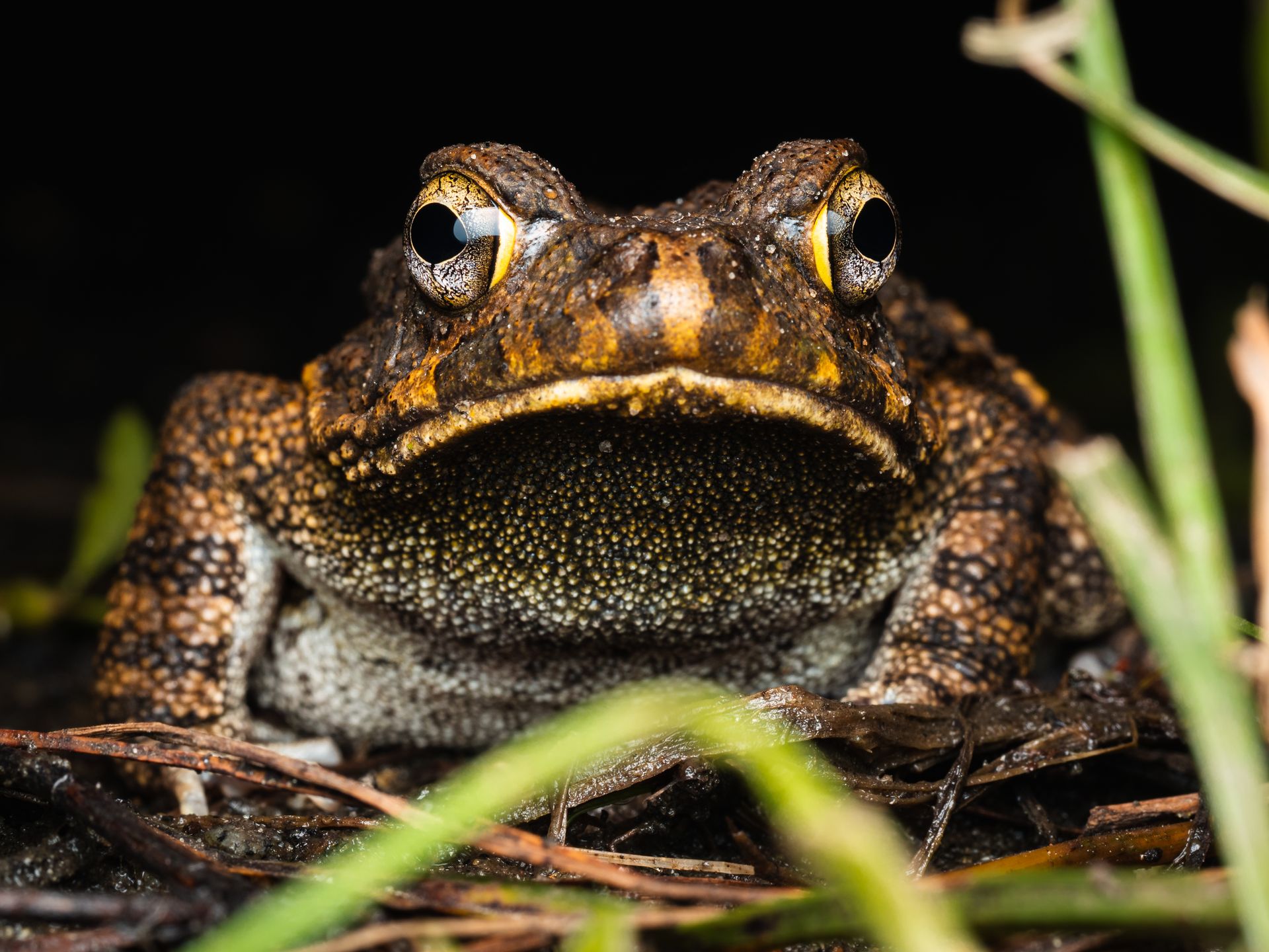 Close-up of a Toad Sitting among Plants