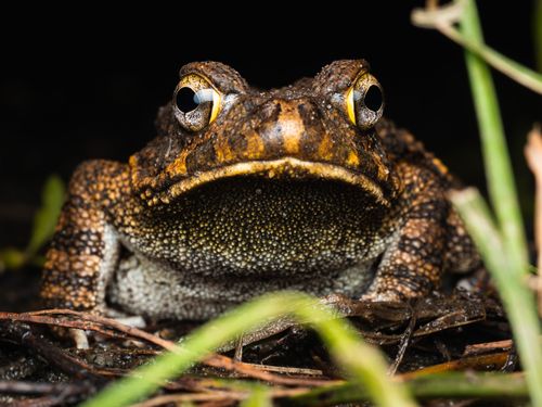 Free Macro photo of a toad with camouflage in Nigerian wetlands. Stock Photo