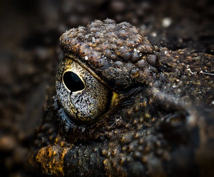 Macro shot capturing a toad's eye and textured skin, showcasing detailed wildlife photography