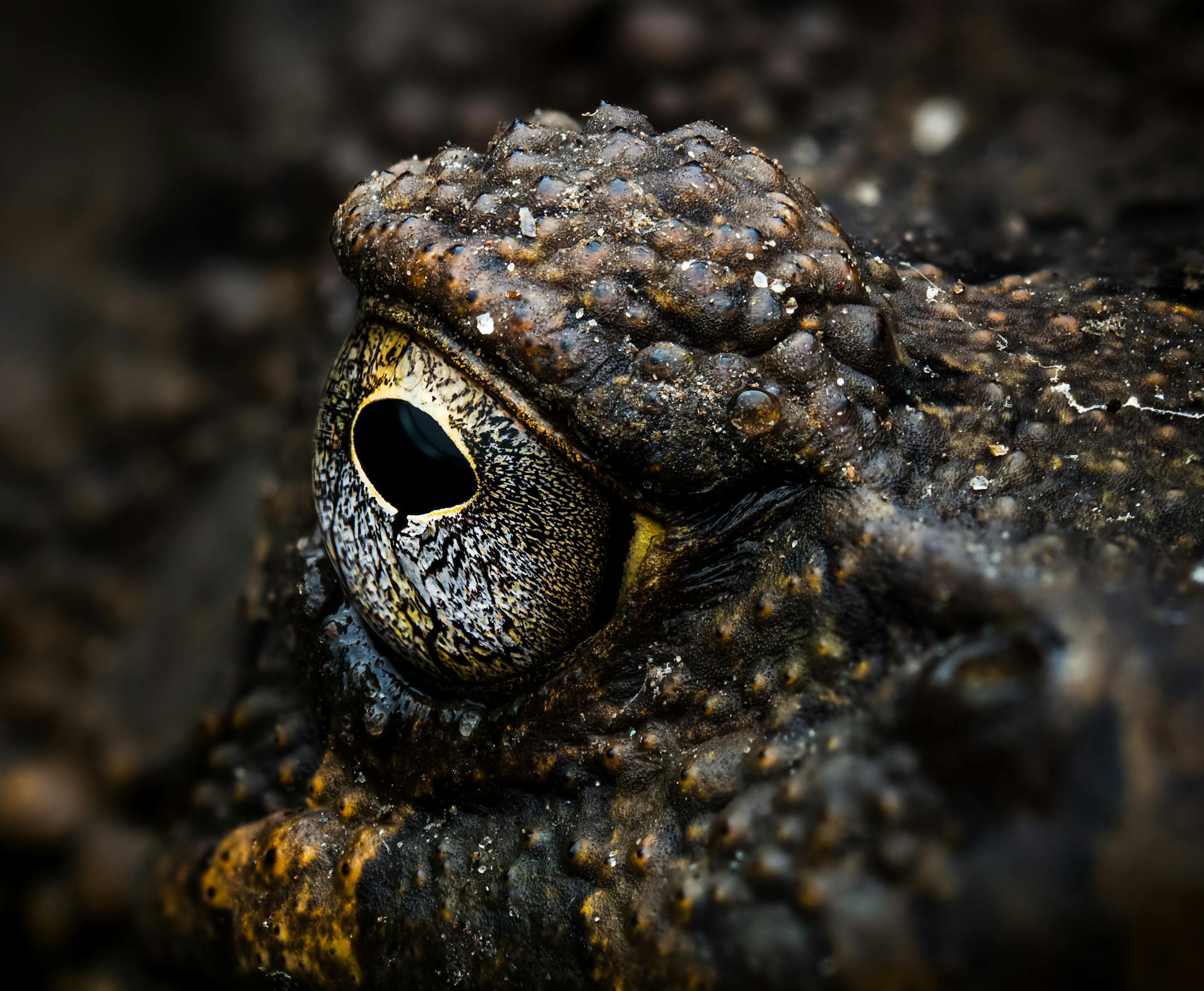 Extreme Close-up of an Eye of a Toad