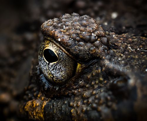 Free Macro shot capturing a toad's eye and textured skin, showcasing detailed wildlife photography Stock Photo