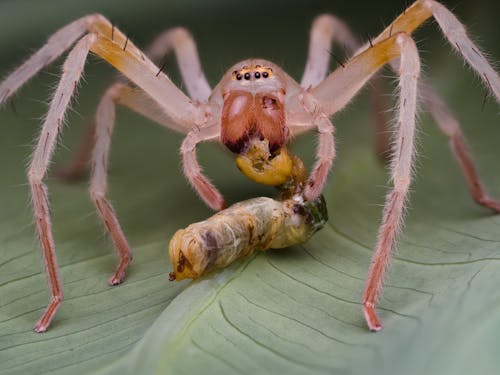 UNDESCRIBED WHITE (WITH YELLOW SPOTS) HUNTSMAN SPIDER WITH CATERPILLAR PREY