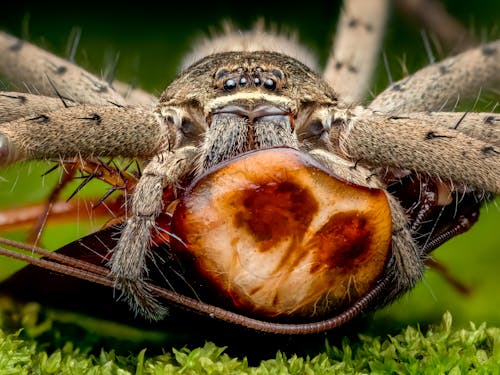 Extreme Close-up of Wolf Spider Consuming an Insect 