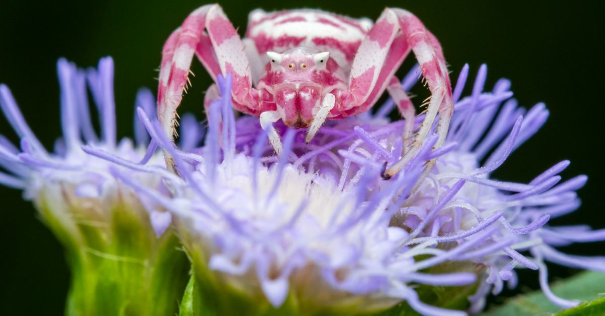 Extreme Close-up of a Pink Spider Sitting on a Flower Β· Free Stock Photo
