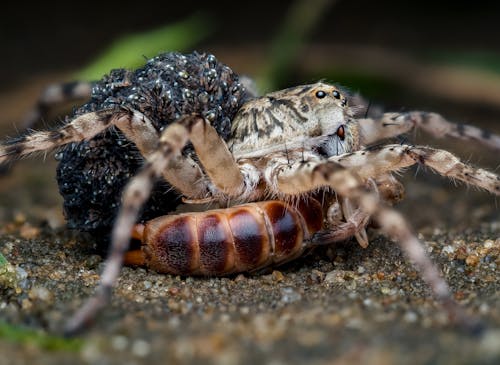 Základová fotografie zdarma na téma detail, fotografie divoké přírody, pavouk