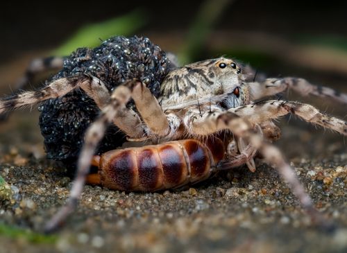 Free Detailed close-up of a wolf spider with its spiderlings in Nigeria. Stock Photo