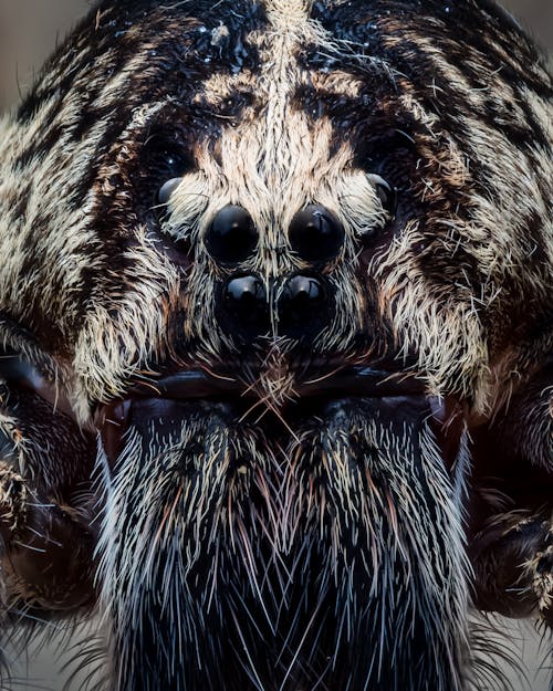 Portrait of a Hairy Spider