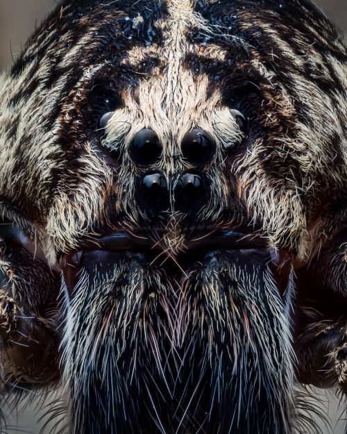 Free Highly detailed macro photograph showcasing the intricate textures and eyes of a spider. Stock Photo