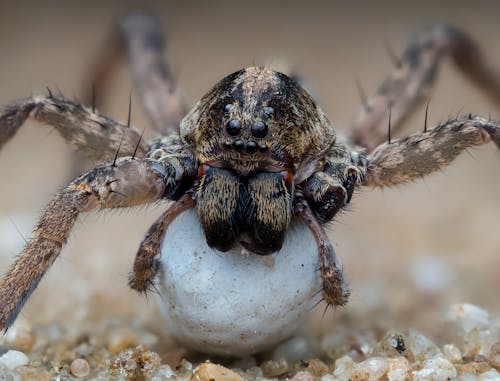 WOLFSPIDER WITH EGG SAC