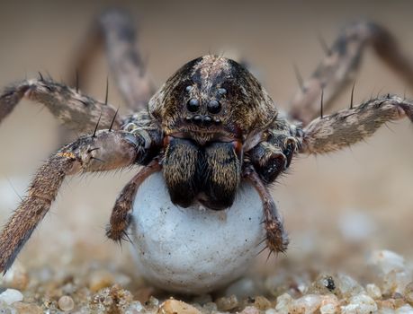 Extreme macro shot of a spider guarding its egg sac on sandy terrain in Nigeria.