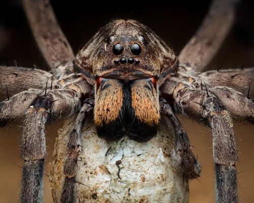 Extreme Close-up of Wolf Spider