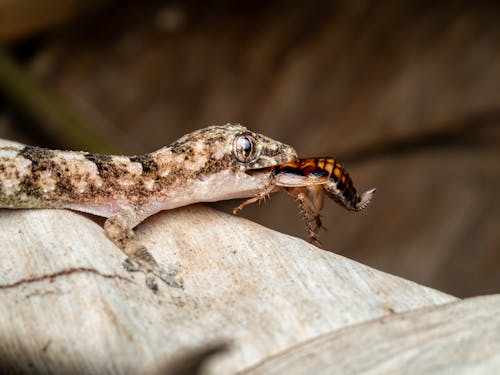 게코, 곤충, 도마뱀의 무료 스톡 사진