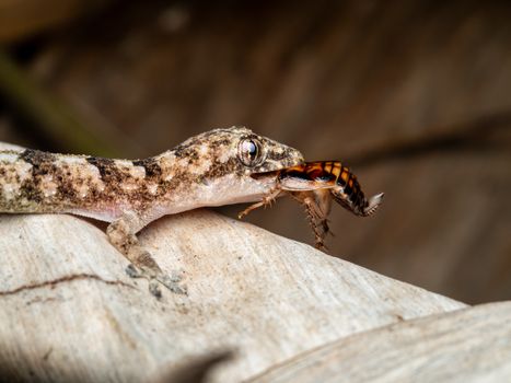 gecko photo