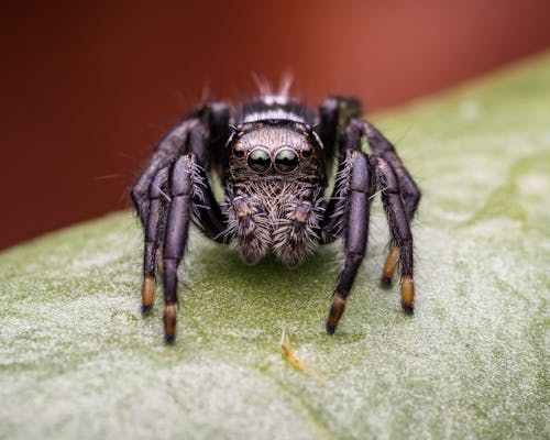 JUMPING SPIDER (SALTICIDAE) 