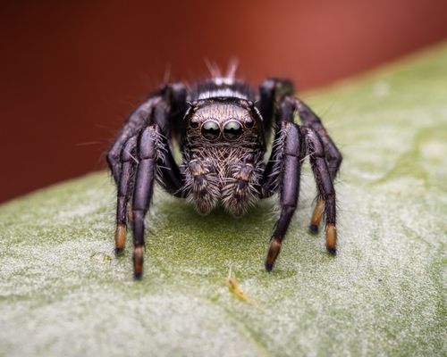 Free Detailed macro shot of a jumping spider on a leaf, showcasing intricate details of its anatomy and natural habitat. Stock Photo