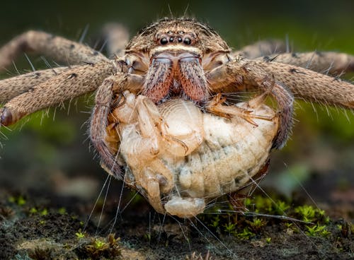 HUNTSMAN SPIDER WITH CRICKET PREY