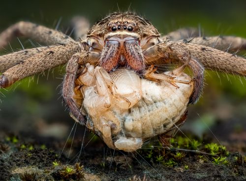 Free Close-up of a spider in Nigeria showcasing its detailed features and natural habitat. Stock Photo