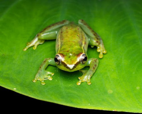 Close-up of a Water Lily Reed Frog Sitting on a Green Leaf 
