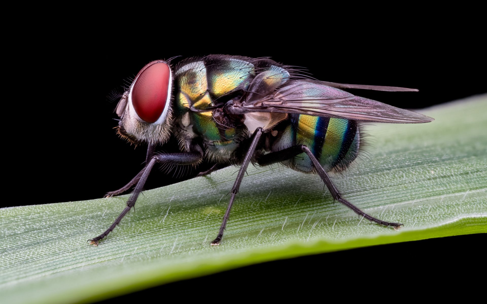 Common Green Bottle Fly on Leaf