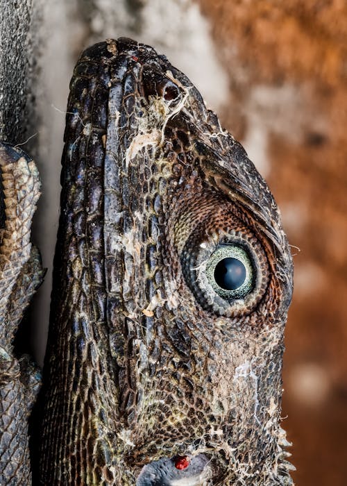 Extreme Close-up of the Head of a Lizard 