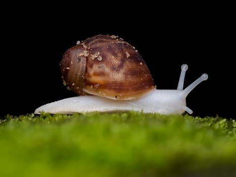 Detailed macro shot of a snail crawling on moss, showcasing texture and colors.