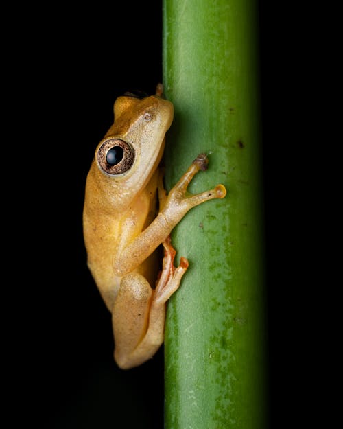 Close-up of a Small, Reed Frog Sitting on a Stem 