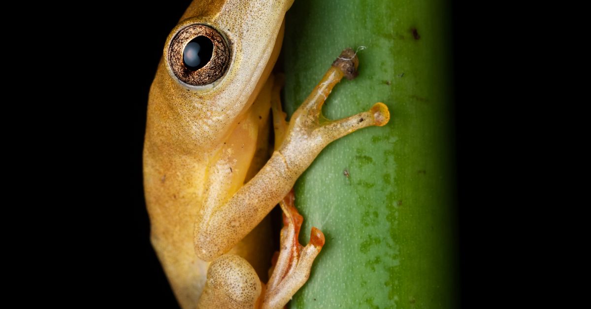 Small Reed Close-up of a Small, Reed Frog Sitting on a Stem · Free Stock Photo